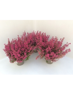 ERICA IEMALLIS C-13 (30cm)...
