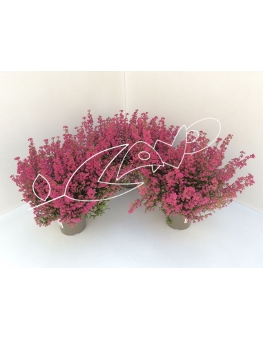 ERICA IEMALLIS C-13 (30cm)...