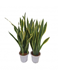 SANSEVIERIA 3L (alt: 80cm)...