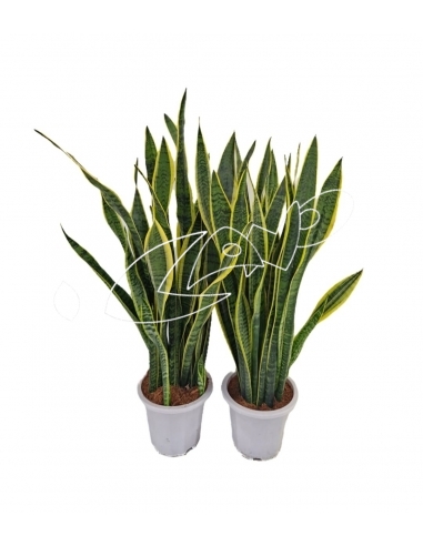 SANSEVIERIA 3L (alt: 80cm)...