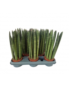 SANSEVIERIA CILINDRICA C-9...