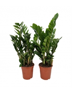 ZAMIOCULCAS C-21 (9 tallos+...