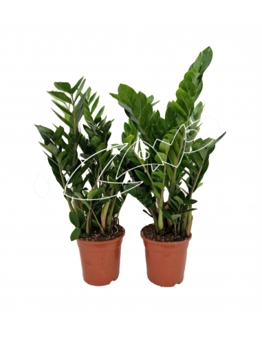 ZAMIOCULCAS C-21 (9 tallos+ / alt: 80cm)