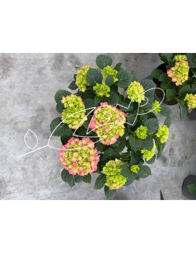 HORTENSIA MIX C-23 (7 flores+ / alt:...