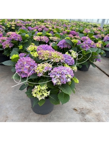 HORTENSIA MIX C-23 (7 flores+ / alt:...