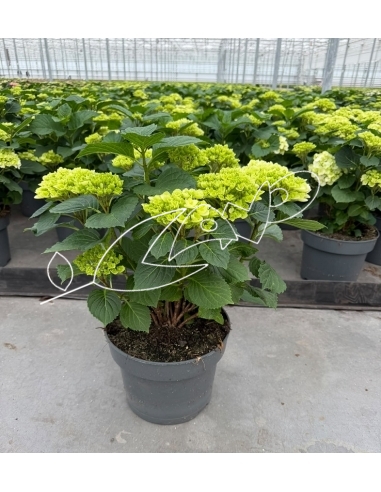 HORTENSIA MIX C-23 (7 flores+ / alt:...