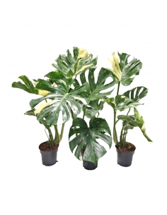 MONSTERA THAI CONSTELLATION...