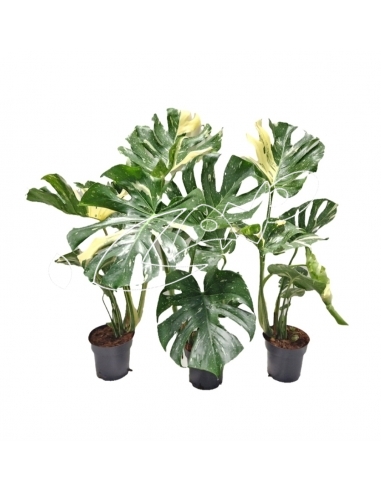 MONSTERA THAI CONSTELLATION C-17...
