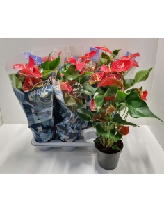 ANTHURIUM ROJO C-17 (alt:...