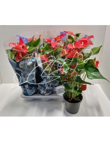 ANTHURIUM ROJO C-17 (alt: 60cm)