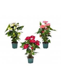 ANTHURIUM MIX C-17 (alt:...