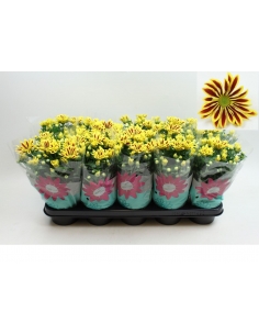 CHRYSANTHEMUM LAKE WORLD...