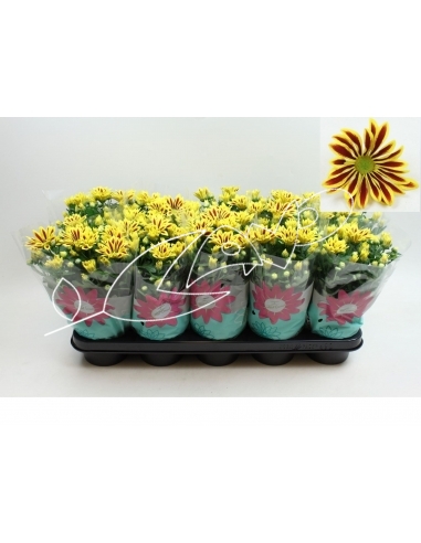 CHRYSANTHEMUM LAKE WORLD C-13 (25cm)