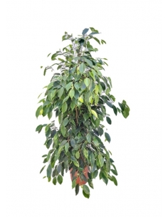 FICUS BENJAMINA ANASTASIA...