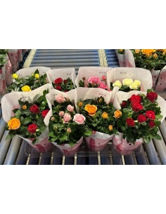 ROSAL MINI MIX C-14 (alt:...