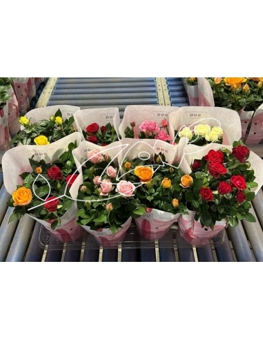 ROSAL MINI MIX C-14 (alt: 30cm)...