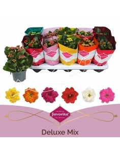 KALANCHOE FLOR DOBLE C-10.5...
