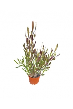 DODONEA VISCOSA 3L...