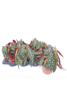 BEGONIA maculata C-13...