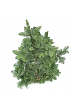 RAMA ABETO NOBILIS...