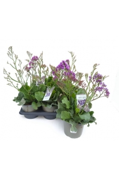 LIMONIUM 2.5L (35cm)...