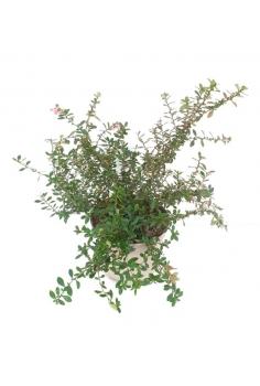 ESCALLONIA 5L (45-55cm)...