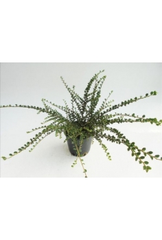 COTONEASTER HORIZONTALIS 3L...