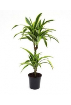 DRACENA LEMON LIME C-15 / 2...