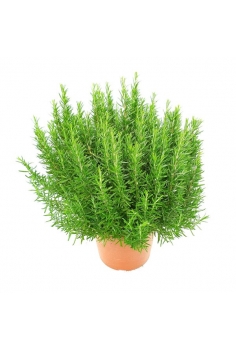 ROSMARINUS OFFICINALIS 10L...