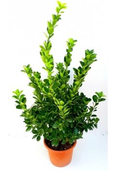 EUONIMUS JAPONICUS VERDE...