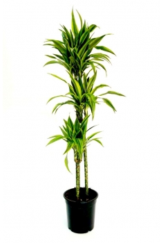DRACENA LEMON LIME C-18 / 3...