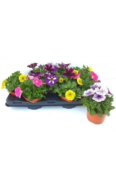 POTUNIA MIX C-13 (20cm)...