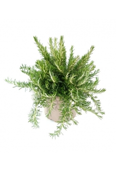 ROSMARINUS POSTRATA 5L...