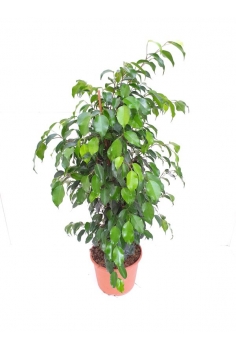 FICUS BENJAMINA C-20 (90cm)...