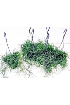 RIPSALIS CASUTA C-17 (30cm)...