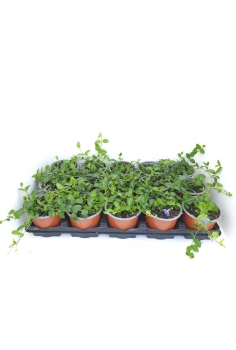 VINCA MINOR VERDE C-11...