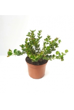 CARISA MACROCARPA 3L...