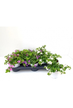 BACOPA MIX C-13 (15cm)...