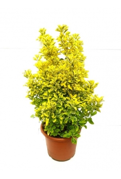 EUONIMUS AUREA 10L...