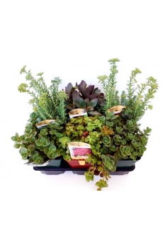 SEDUM MIX 2L (alt: 20-25cm)...