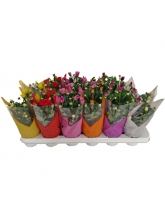 CRHYSANTHEMUM MIX C-9 (15cm)