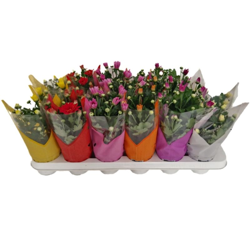 CRHYSANTHEMUM MIX C-9 (15cm)