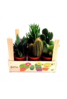 CACTUS MIX C-5,5 pack...