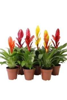 VRIESIA MIX C-10 (alt: 30cm)