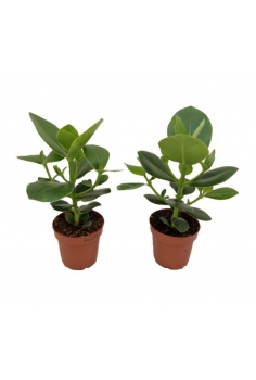 CLUSIA ROSEA PRINCESS C-12...