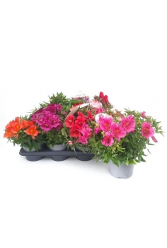 ALSTROMERIA PINCESS 2.5L...