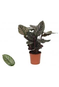 CALATHEA SANDERIANA C-14...