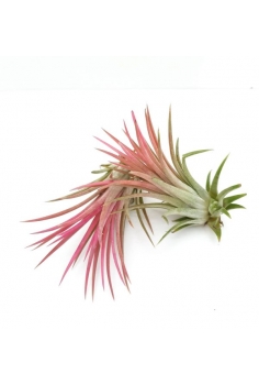 TILLANDSIA AIRPLANT SPECIAL...