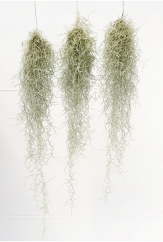 TILLANDSIA PLUMOSA (alt:...