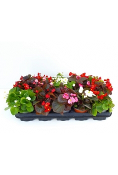 BEGONIA SEMPERFLORENS MIX...